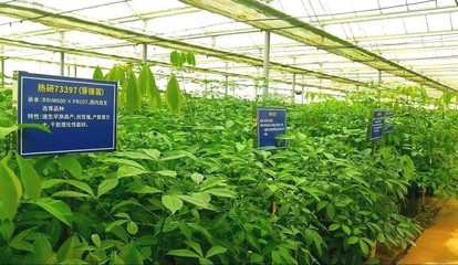 強化為國種膠使命擔當，以新技術推廣服務賦能天然橡膠產業優化升級